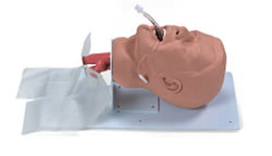 Economy Adult Airway Management Trainer