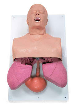 Adult Airway Management Trainer