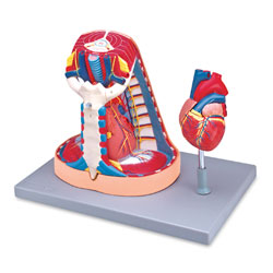Mediastinum Model (5-Part)