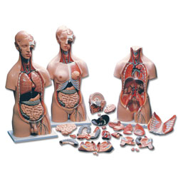 Human Torso with Detachable Head 