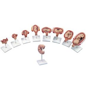 Embryo Development Set