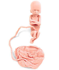 Human Fetus Replica - 20 Week