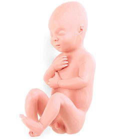 Human Fetus Replica - Full-Term Male