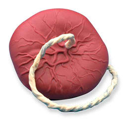 PROMPT Birthing Baby Placenta