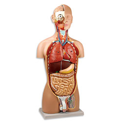 Dual Sex Torso: 25-Part 