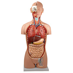 Dual Sex Torso: 18-Part 