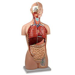 Dual Sex Torso: 16-Part 