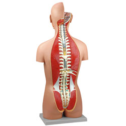 Dual Sex Torso with Open Back: 17-Part 