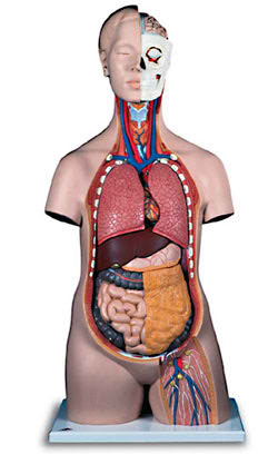 Classic Unisex Torso (12-Part) 