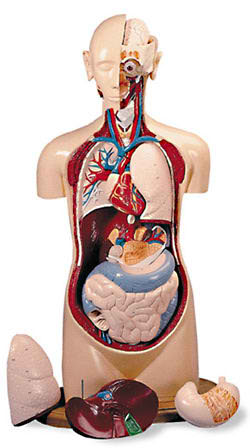 KnowBody™ Basic Teaching Torso 