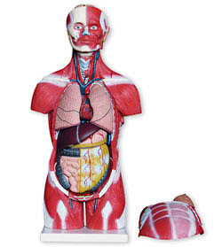 Mini Dual-Sex Muscular Torso with Head (Half Life-Size) 