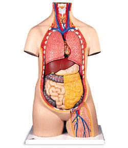 Classic Unisex Torso Without Head (10-Part) 