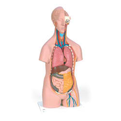 Classic Unisex Torso (14-Part) 