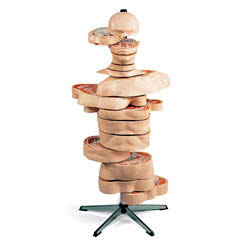 Disc-Torso (15 Slices) 